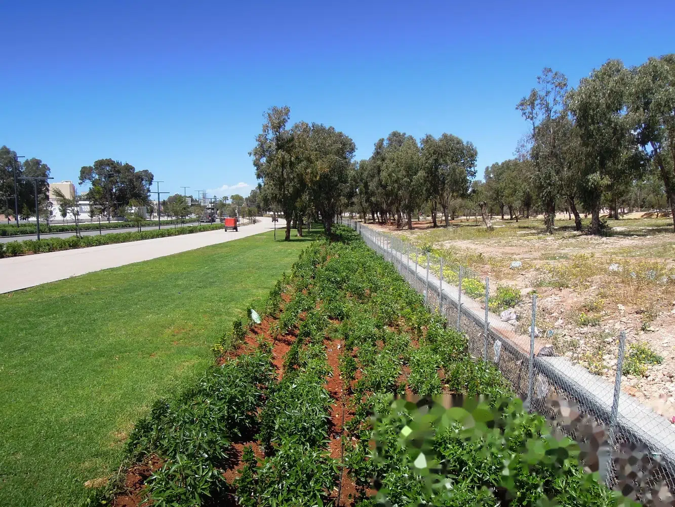 Boulevard Mestari — bande plantée et pelouse